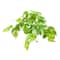 12 Pack: Green Marble Pothos Real Touch Hanging Bush by Ashland®